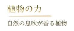 植物の力